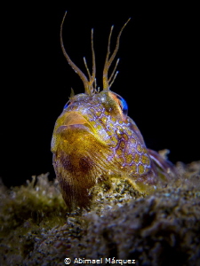 A Blenny is the star. by Abimael Márquez 
